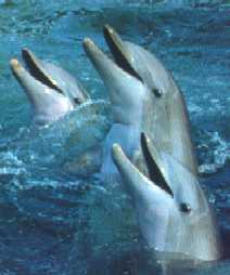 dauphin