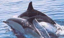 dophin