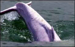 dauphin