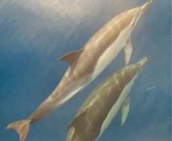 Dauphin commun