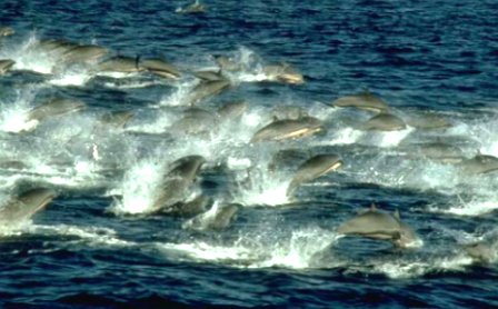 les dauphin