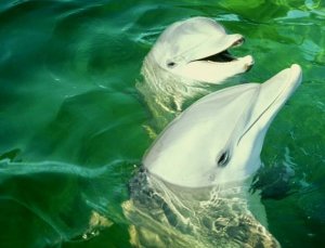 2 dauphin